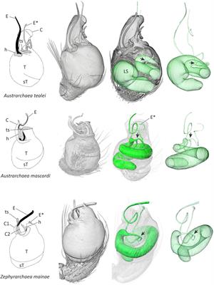 Micro-Computed Tomography Reveals a Remarkable Twin Intromittent Organ in Spiders – A Novelty for Arachnids With Direct Sperm Transfer